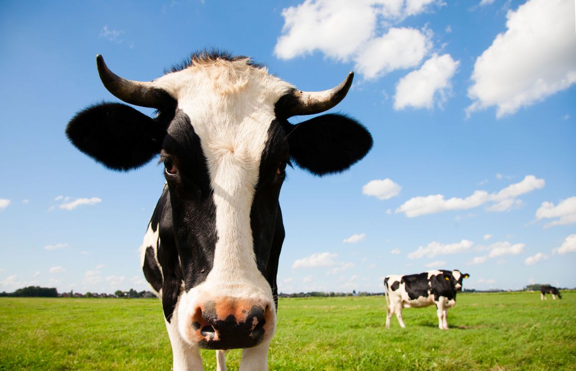 Koeien - melkveehouderij - Privacyreglement Kornet Beton Balk B.V.